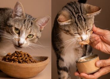 Esta es la importancia de la vitamina A en los gatos, según veterinaria