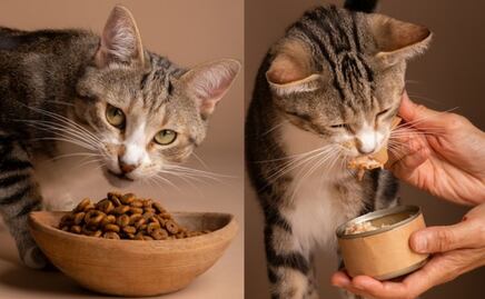 Esta es la importancia de la vitamina A en los gatos, según veterinaria