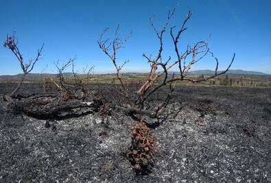 Bolivia también apuesta por proteger su mercado vitivinícola