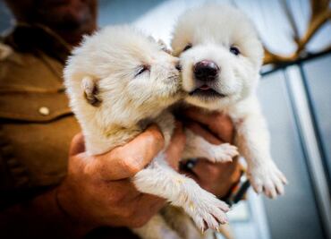 ¿Truco publicitario o hito científico?; las implicaciones de “desextinguir” al “lobo terrible”