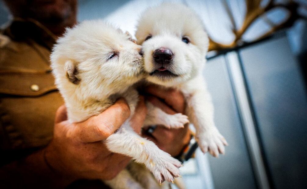 Fotografía cedida por la empresa Colossal Biosciences de los dos cachorros de lobo huargo, Rómulo y Remo, de un mes de edad nacidos el 1 de octubre de 2024. El lobo "terrible", reconocido por ser inspiración para el lobo que es símbolo de la Casa Stark en 'Juego de Tronos' y que estaba extinto desde hacía más de 12.500 años, ha sido devuelto a la vida por la empresa Colossal Biosciences, convirtiéndose en el primer animal "desextinto" de la historia. Foto: EFE