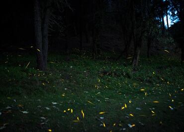 Es seis años, población de luciérnagas aumentó en bosques del Edomex