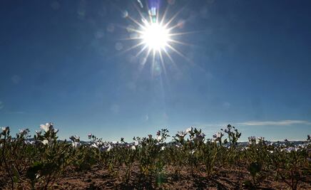 FOTOS: Sorprendentes imágenes del desierto más árido del mundo se llena de flores en Chile