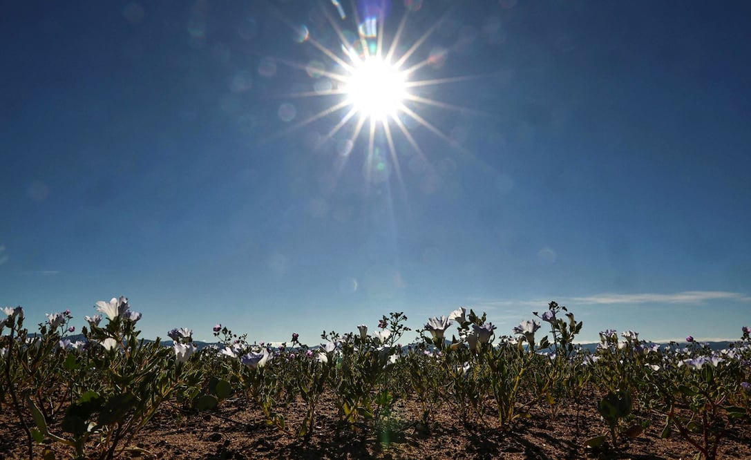El desierto de Atacama, uno de los más áridos del mundo, destapó su mágica y única floración, que inundó las desoladas planicies de vivos colores al norte de Chile, el 3 de octubre de 2025. Foto: AFP