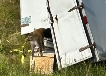 Camión que transportaba monos con hepatitis C, herpes y Covid se estrella en Mississippi; se escapa uno