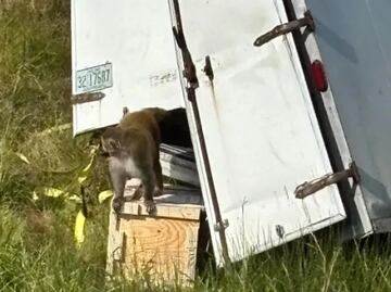 Camión que transportaba monos con hepatitis C, herpes y Covid se estrella en Mississippi; se escapa uno