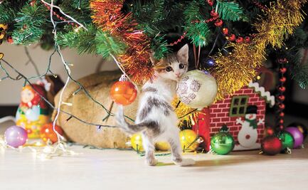 ¿Por qué los gatos odian a los árboles de Navidad?