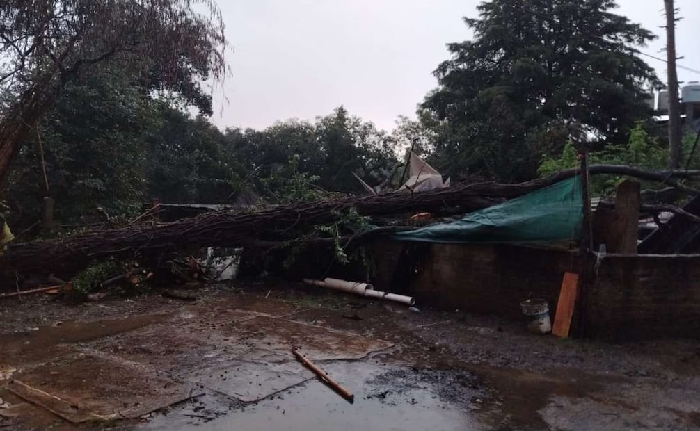 Un árbol de aproximadamente 25 metros de altura cayó sobre una vivienda ubicada en la alcaldía Álvaro Obregón. Foto: Especial.