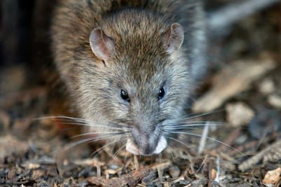 Plaga de ratas inunda París y obliga a cerrar plazas