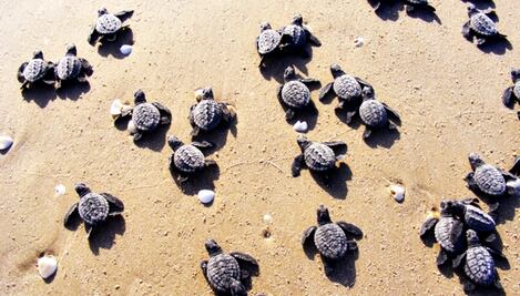 Nacen primeras crías de tortuga Lora en Tamaulipas 