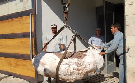 Hallan restos de una nueva especie de dinosaurio saurópodo