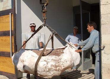 Hallan restos de una nueva especie de dinosaurio saurópodo