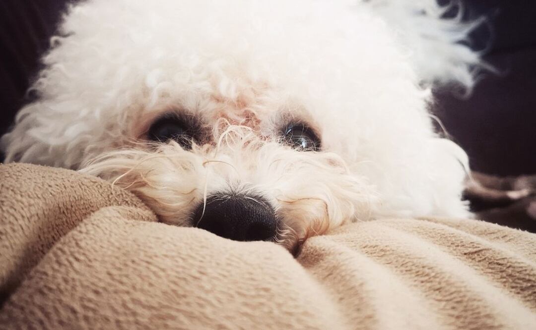 Bichón Frisé. Fuente: Pixabay