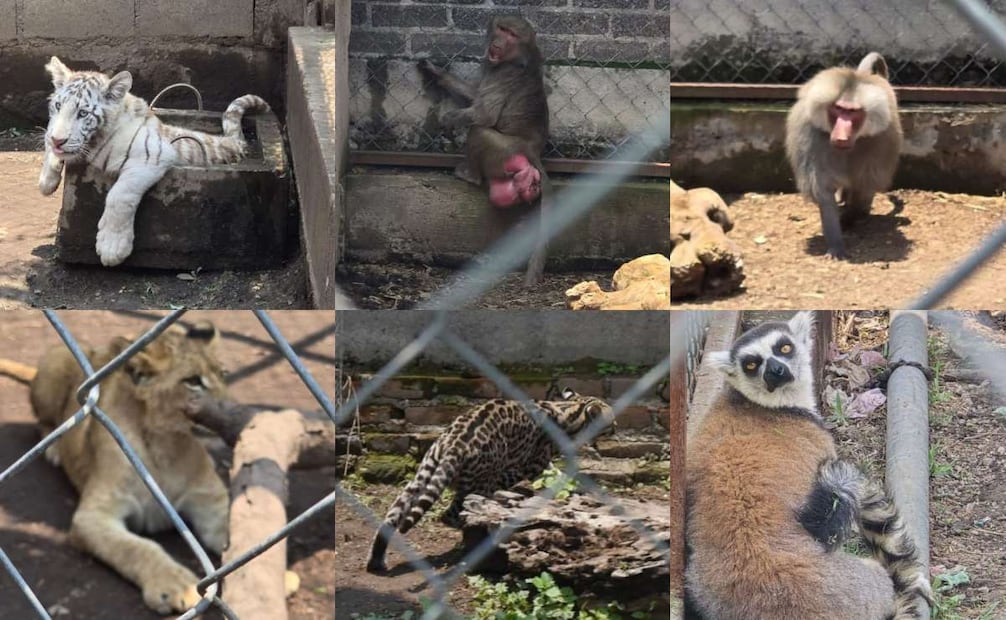 Aseguran 11 animales exóticos en Chalco; detienen a un presunto traficante.
Foto: Especial.
