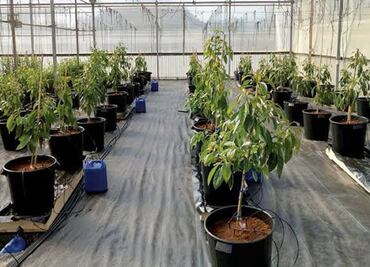 Sembrarán novedosa variedad de oro verde mexicano "Luna UCR"