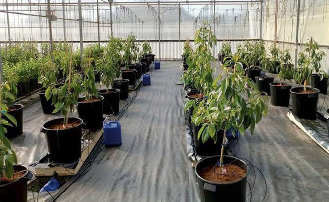 Árboles de aguacate. Foto: Especial