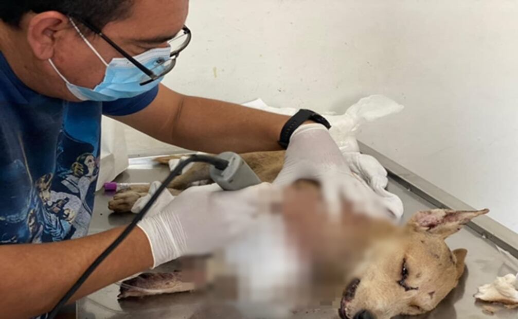 Piden apoyo en Sinaloa para “Briana”, perrita presuntamente apuñalada