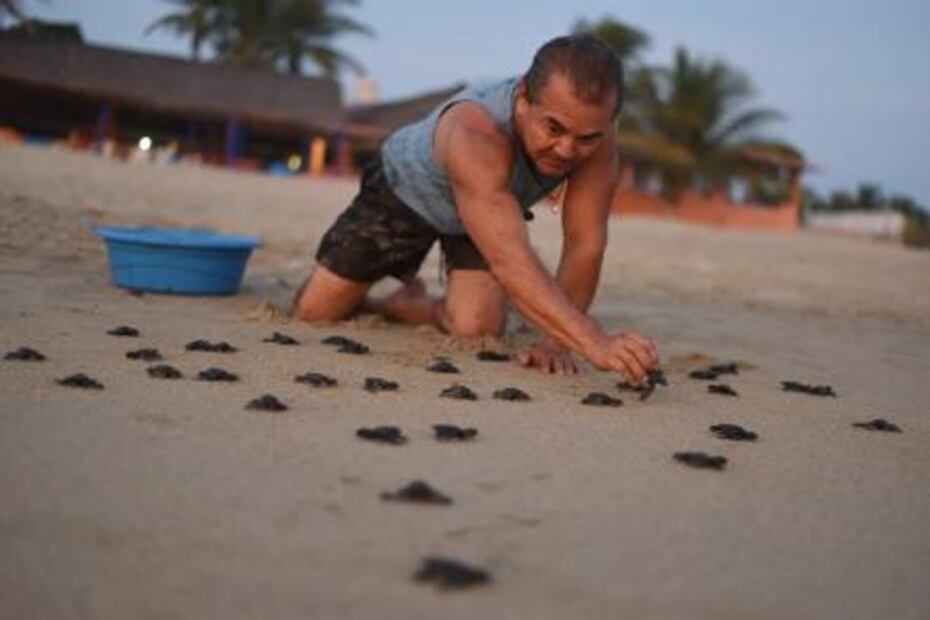 “Súper tortugo” el guardián de las tortugas en Guerrero