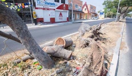 Revoca la SCJN disposición de Congreso de Yucatán sobre sanciones por tala de árboles