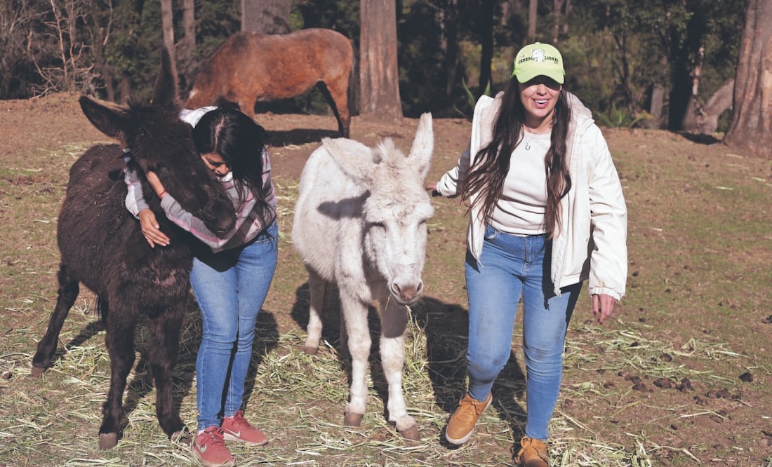 Desde el año pasado las activistas se han trasladado a entidades como Querétaro, Michoacán, Tamaulipas, Chiapas, Hidalgo y Estado de México para rescatar principalmente a caballos y burros. Foto: de Carlos Mejía. El Universal