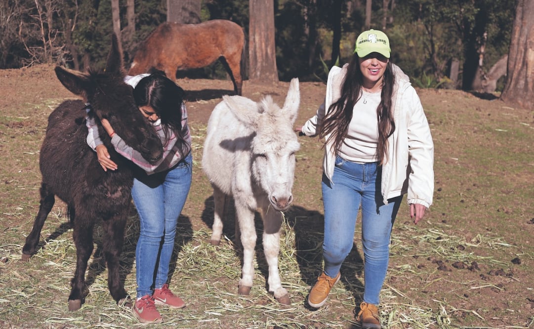 Desde el año pasado las activistas se han trasladado a entidades como Querétaro, Michoacán, Tamaulipas, Chiapas, Hidalgo y Estado de México para rescatar principalmente a caballos y burros. Foto: de Carlos Mejía. El Universal
