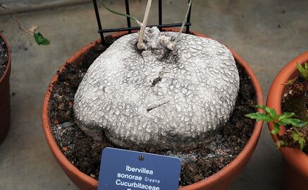 ‘Wereque:’ The Mexican plant that could help treat cancer