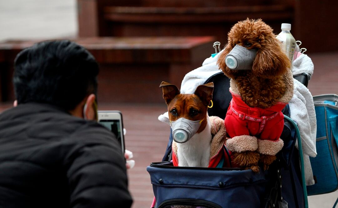 Perro de mujer con coronavirus da positivo en Covid-19