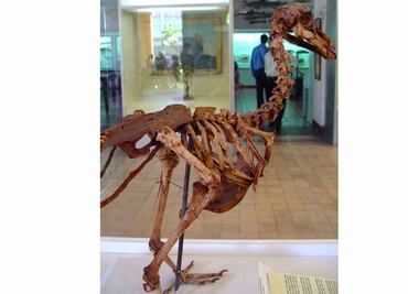 Elaboran el primer atlas tridimensional del dodo