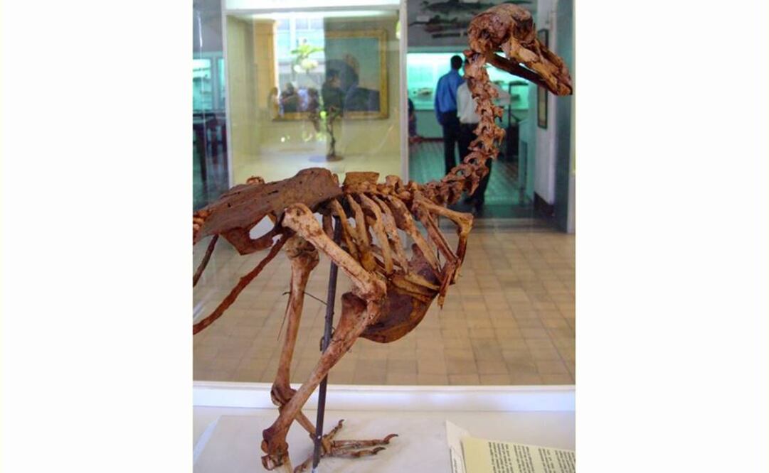 Elaboran el primer atlas tridimensional del dodo