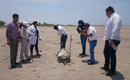 Van 48 tortugas muertas en playas de Sinaloa