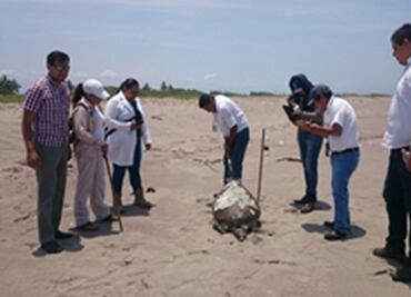 Van 48 tortugas muertas en playas de Sinaloa