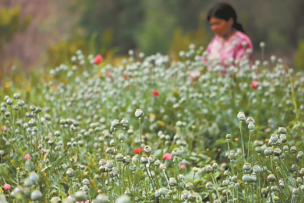 Crisis y Covid-19 incrementarán enlistados en crimen organizado: UNODC