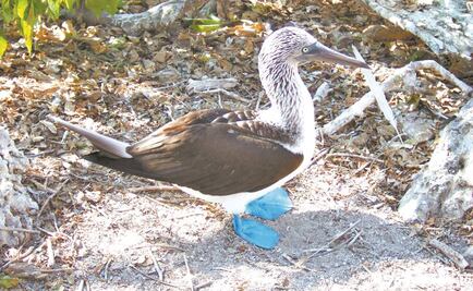 Detectan altos niveles de mercurio en aves en costas de Sinaloa