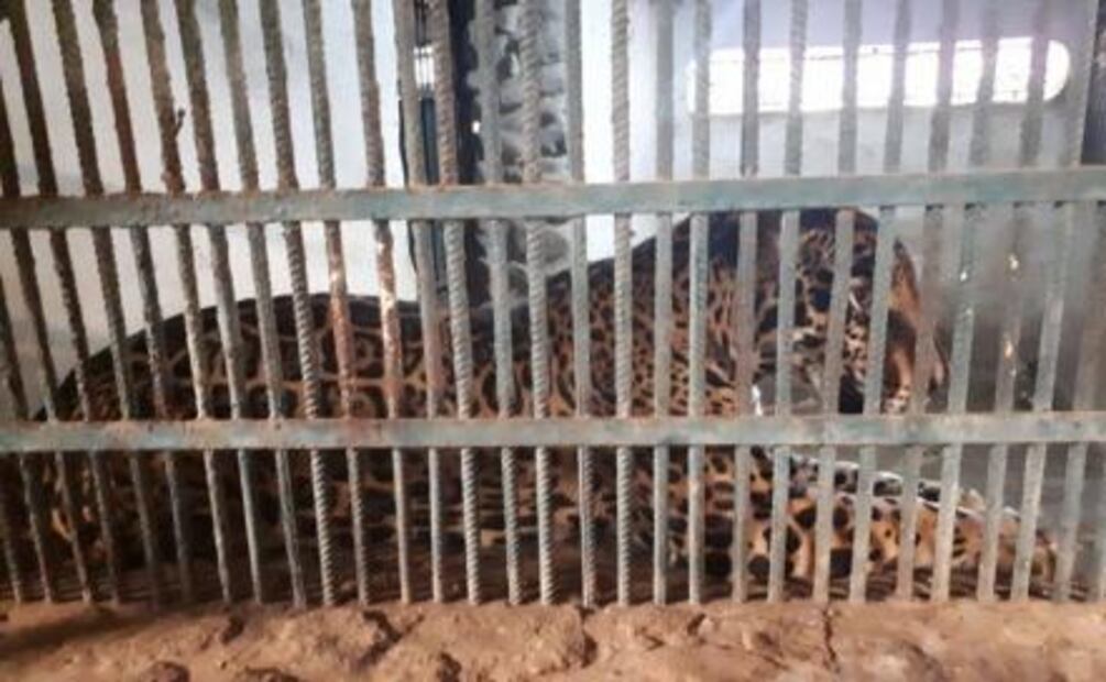Aseguran 54 animales en Zoológico de Puerto Vallarta por trato indigno