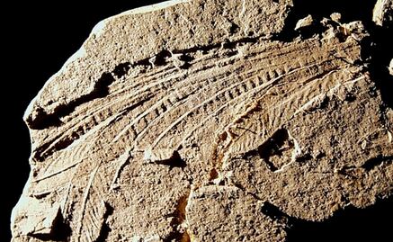 Plumas fósiles conservan queratina y melanosomas de 130 millones de años