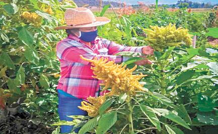 Detectan langostas en cultivos del norte y sur de Veracruz