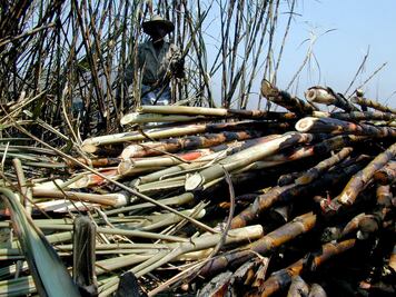 México exportará menos azúcar refinada a EU con nuevo acuerdo