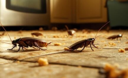 ¿Cuánto tiempo viven las cucarachas, según biólogo?