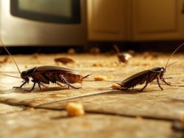 ¿Cuánto tiempo viven las cucarachas, según biólogo?