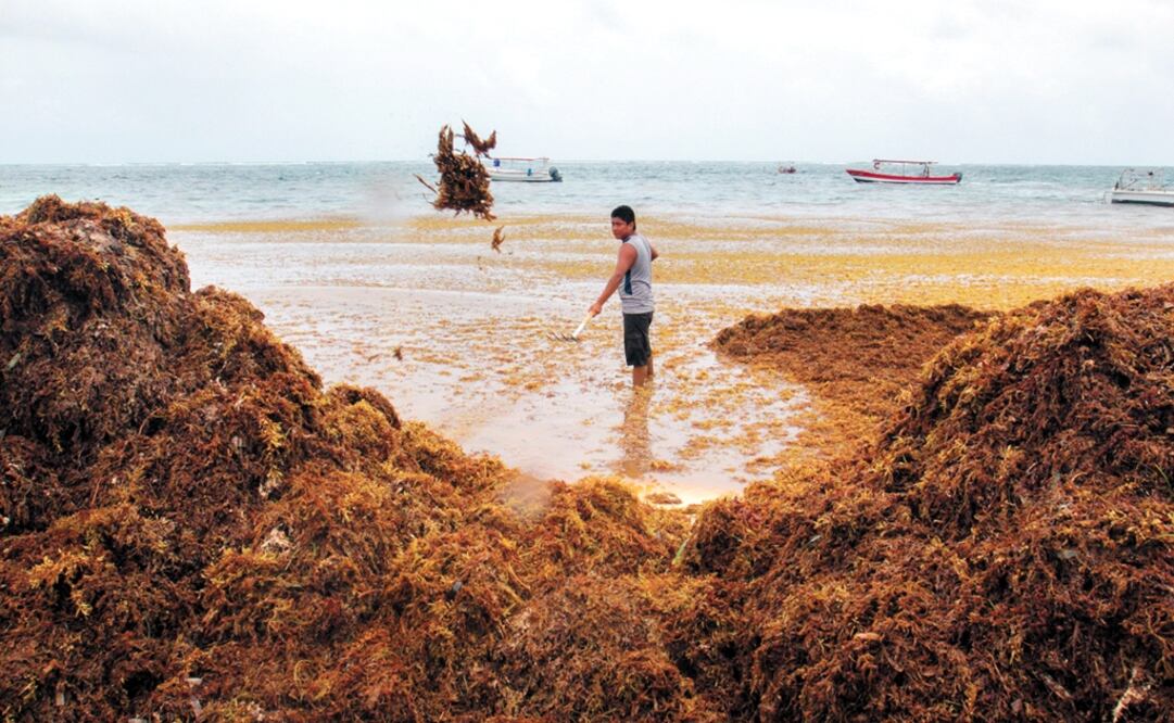 Authorities from the Solidaridad municipality began placing 2.5 kilometers of barriers to contain the sargassum influx near Playa del Carmen - Photo: Alonso Cupul/EL UNIVERSAL