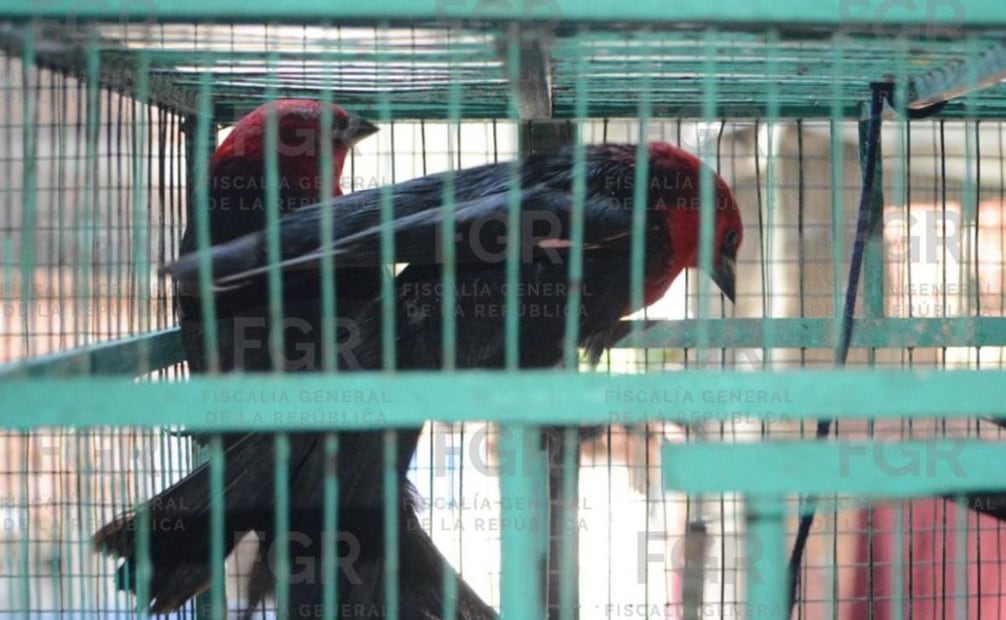 Algunas aves aseguradas a dos personas detenidas en Yecapixtla, Morelos. Foto: Especial