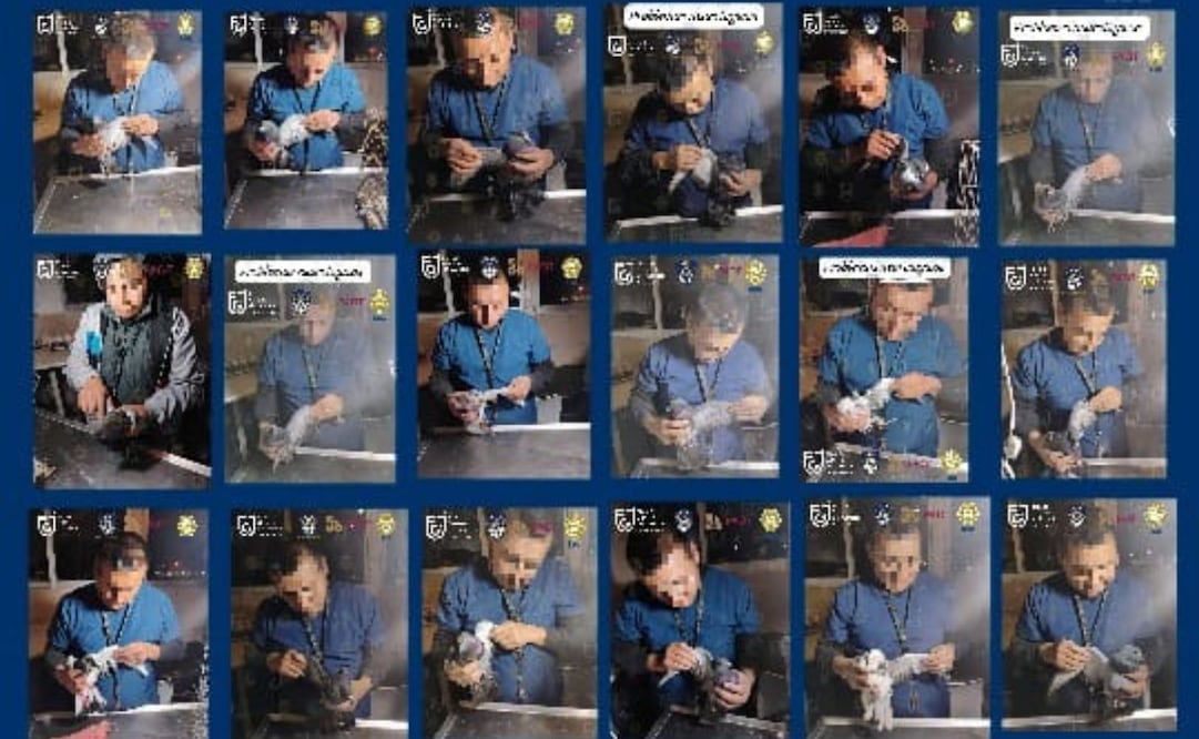 FGJ-CDMX anuncia que los animales rescatados de albergue de la colonia Narvarte se encuentran bajo resguardo (27/11/2024). Foto: X @FiscaliaCDMX