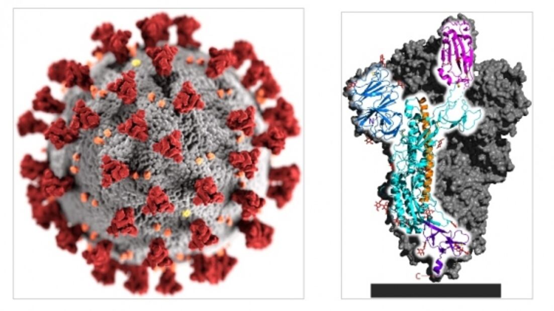 Avanzan pruebas de vacunas contra Covid-19