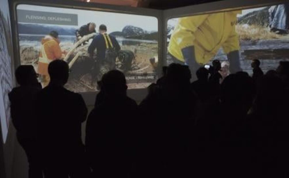 Royal Ontario Museum recibe corazón gigante de ballena azul