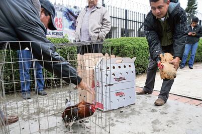 Exigen legalizar las peleas de gallos