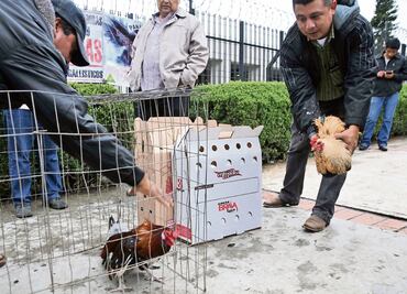 Exigen legalizar las peleas de gallos