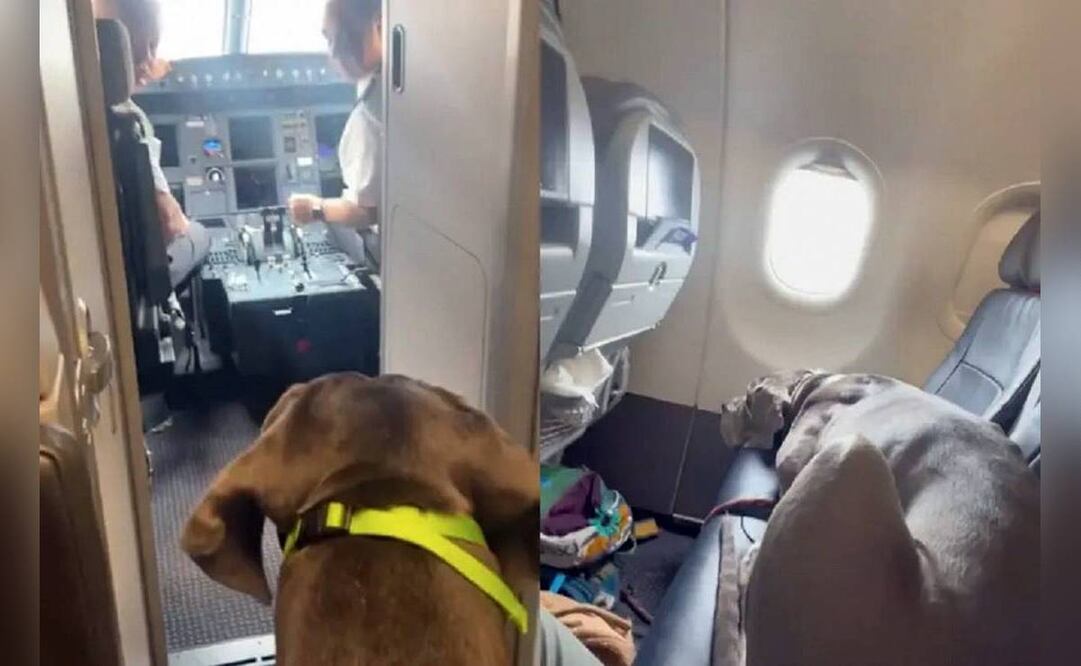 Un perro gran danés sorprendió a los pasajeros de un vuelo de American Airlines. Foto: TikTok @gibbon1215