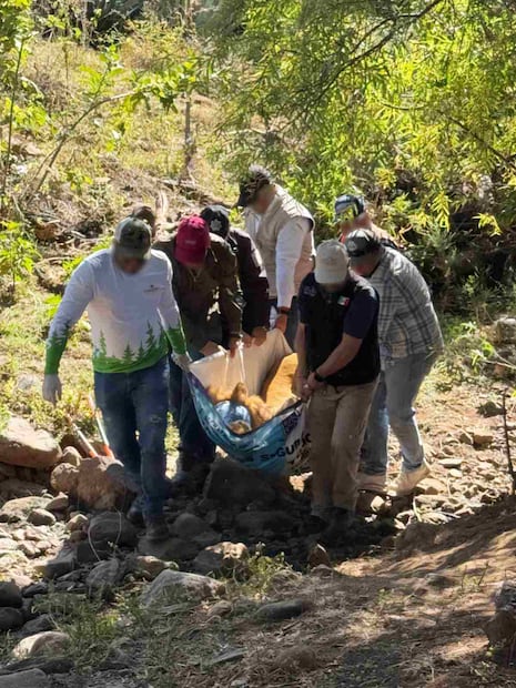 El ejemplar de león fue localizado amarrado a un árbol, aparentemente abandonado, en un predio de Nayarit. Foto: Profepa