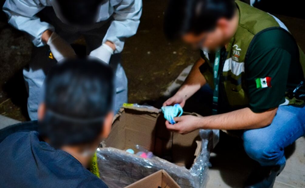 Profepa rescata a 774 tortugas traficadas desde el Edomex hasta Tijuana (14/11/2025). Foto: Especial