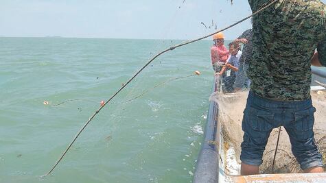 Autorizan la captura de especies marinas de escama y camarón en Sinaloa